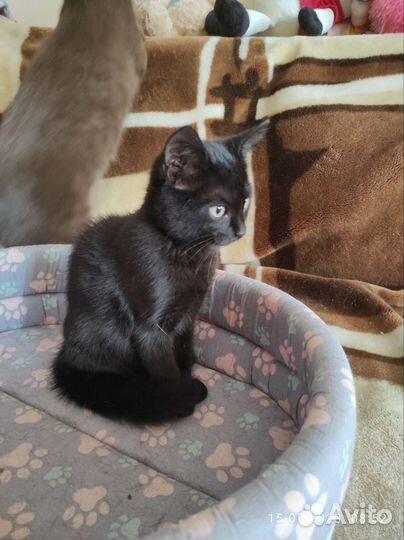 Котёнок в добрые руки бесплатно