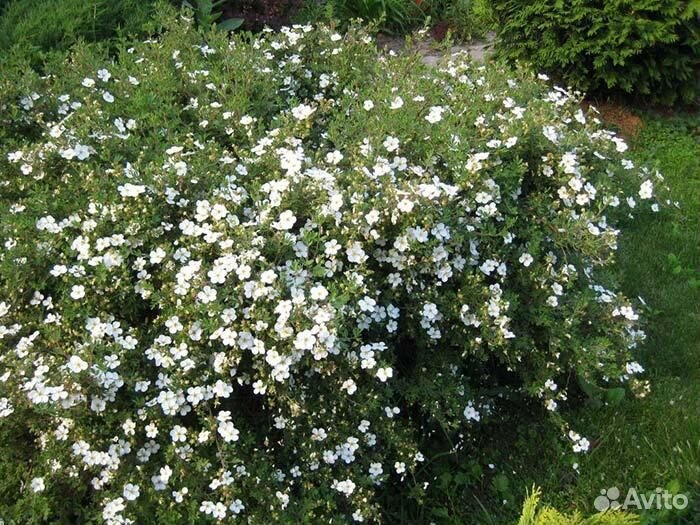 Лапчатка кустарниковая