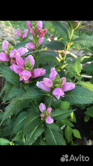 Бадан, Примула, Посконник, Хелоне,Георгины