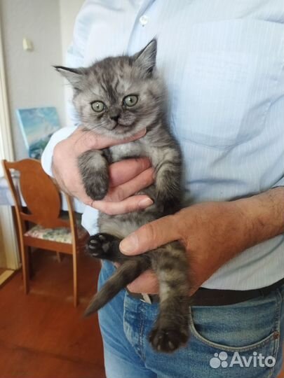 Котята британцы