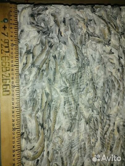 Минтай мороженый без головы