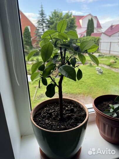 Фикус микрокарпа