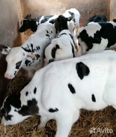 Бычки и телята