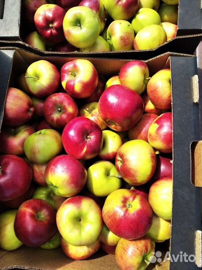 Яблоки