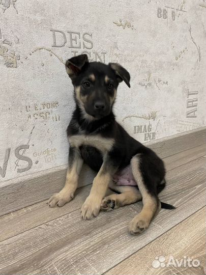 Щенок мальчик красавчик в добрые руки