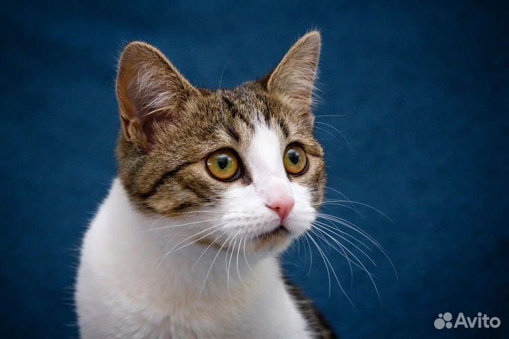 Котодевочка Ева, малышка ищет семью