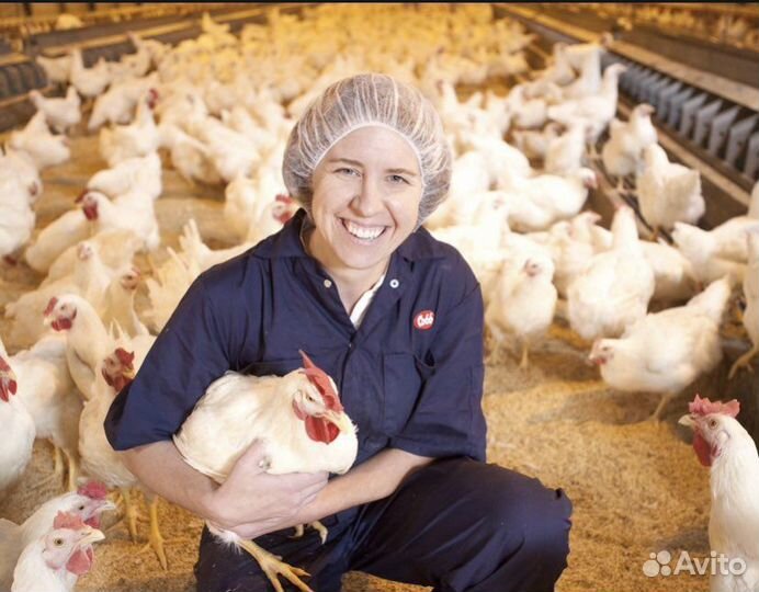 Рабочие на птицефабрику (высокие ставки) вахта