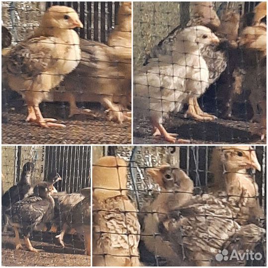 Подрощенные цыплята