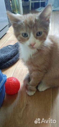 Рыжий котенок в добрые руки