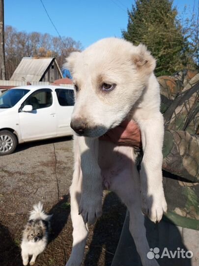 Среднеазиатская овчарка