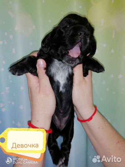 Английский кокер спаниель