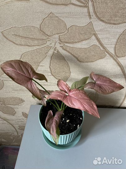 Сингониум клубничный лед