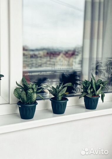 Сансевиерия Ханни (Sansevieria Hahnii) 3 шт