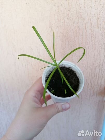 Эсхинантус жар птица, циперус, диффинбахия