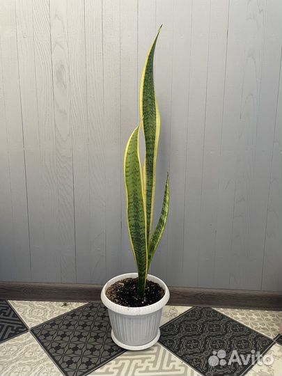 Сансевиерия