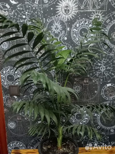 Хамедорея - большое комнатное растение, пальма