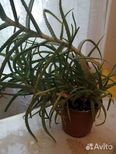 Алоэ (Комнатные цветы)