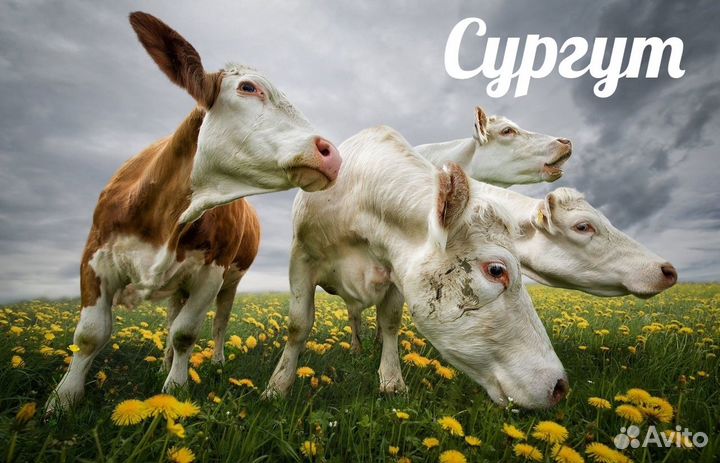 Продукты на корм животным (г. Сургут)