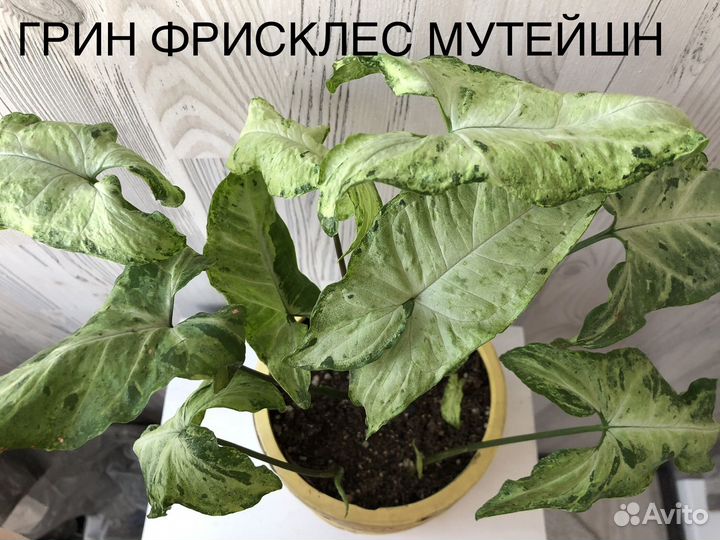 Сингониумы