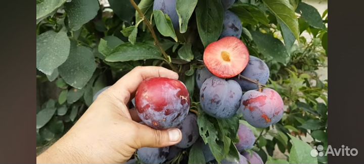 Саженцы Диплоидной Сливы Бербанк Гигант