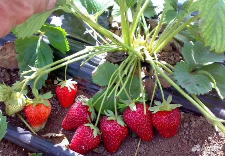 Рассада клубники