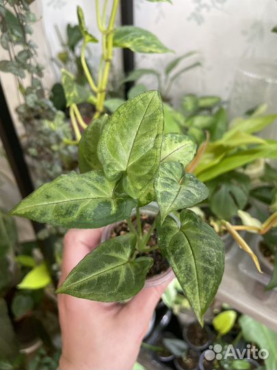 Сингониумы сортовые