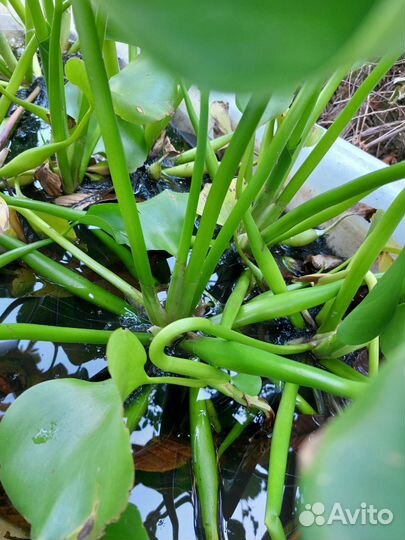 Водный гиацинт