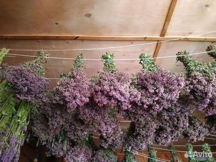 Сухоцвет душица лесная