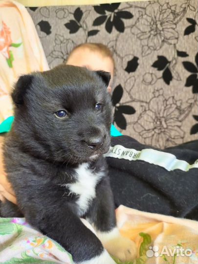 Щенок помесь хаски