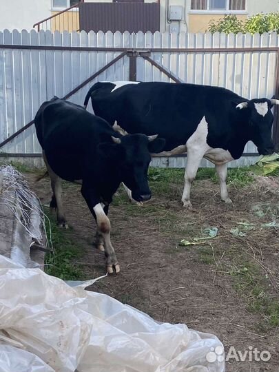 Корова, телки