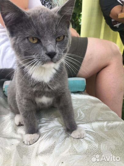 Порода дворянская