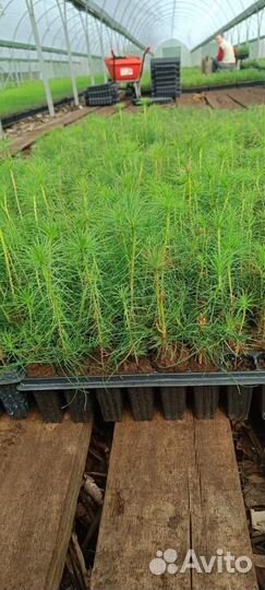 Саженцы ели европейской зкс