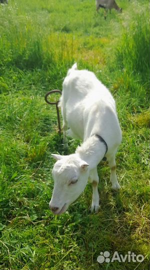 Коза ламанча