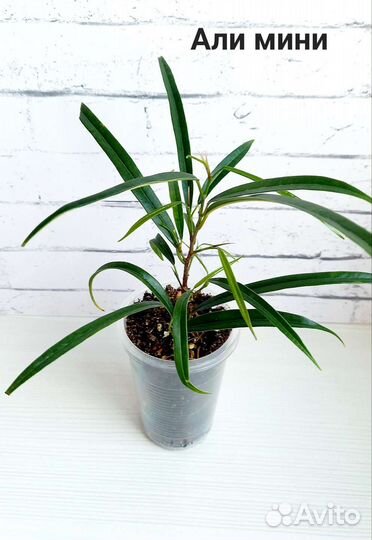 Фикусы сортовые укорененные