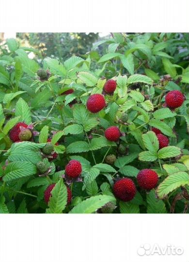 Саженцы Ежемалина(тибецкая малина)