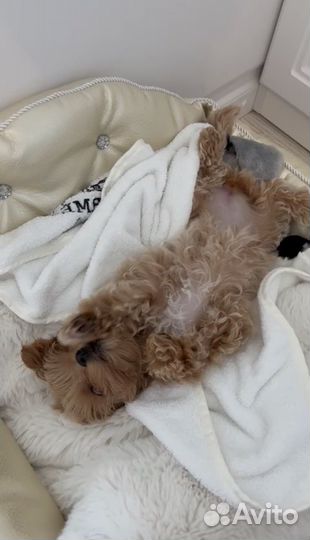 Мальтипу f1 micro размер premium collection ай