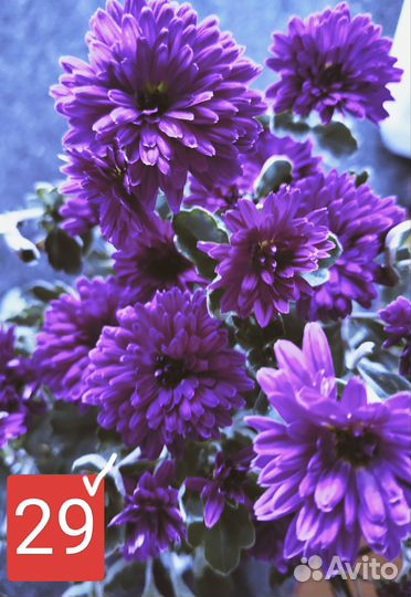 Черенки хризантемы мультифлора и корейские