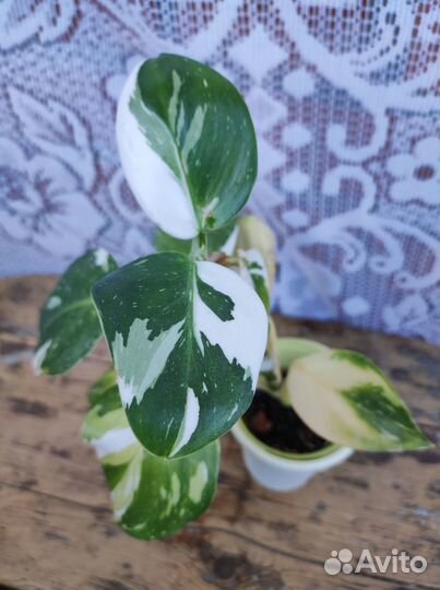 Филодендроны White princess, Wizard, Khnight