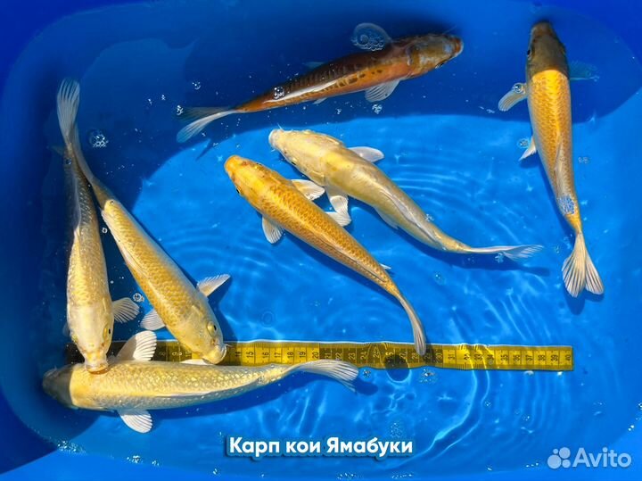 Прудовые рыбы (караси, карпы кои)