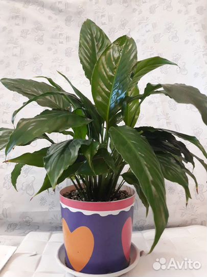 Комнатные цветы