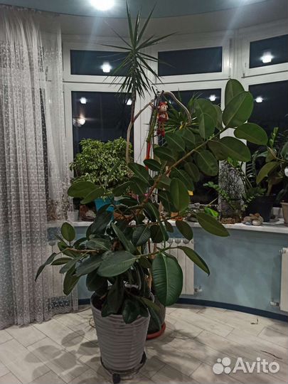 Фикус и драцена - гигиены (15 лет)