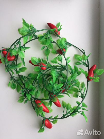 Декоративная зелень, лиана с перчиками