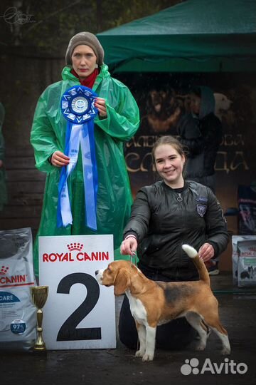 Услуги Хендлера