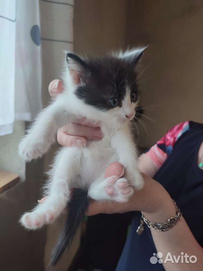 Кошка в дар бесплатно
