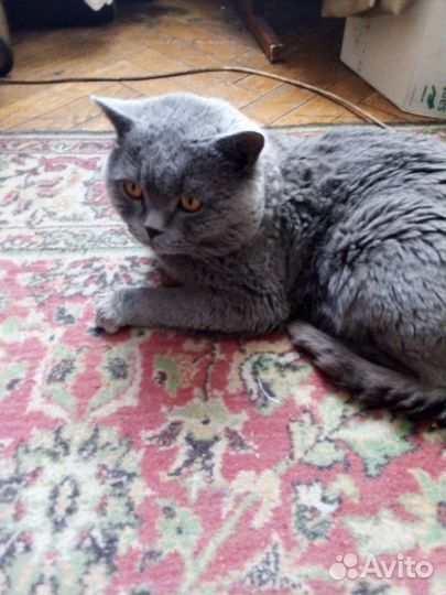 Британский котик
