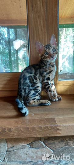 Леопардик бенгальский