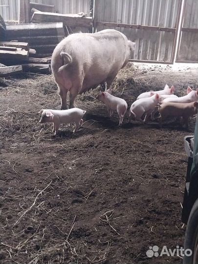 Поросенок ландрас