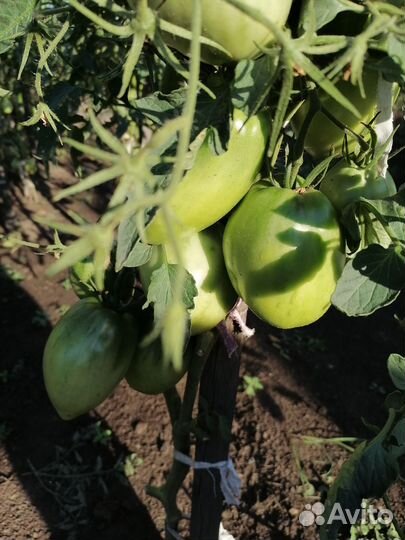 Продам домашние помидоры