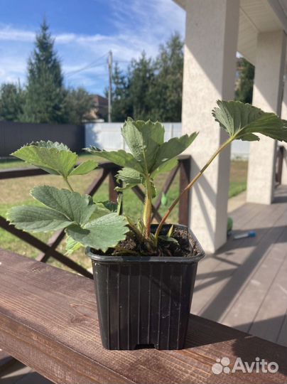 Клубника саженцы Гигант Джорнея зкс