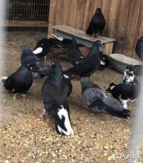 Голуби Николаевские